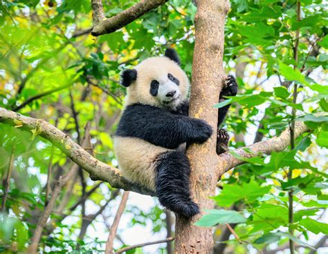 The popularity of giant pandas does not protect their neighbors - Earth.com