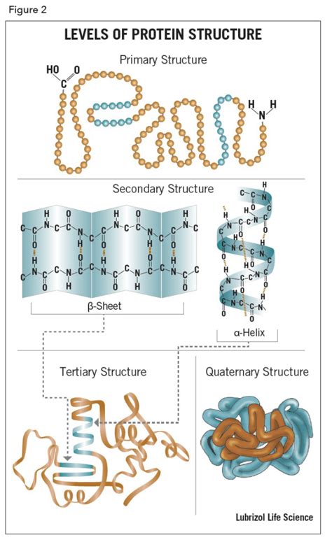 Various Levels of Protein Structure