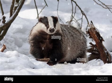 European badger in snow (Meles meles Stock Photo - Alamy