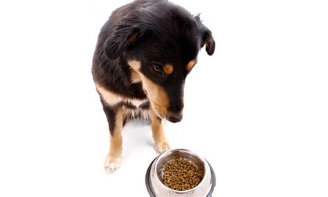 Exocrine Pancreatic Insufficiency in Dogs | VCA Animal Hospital