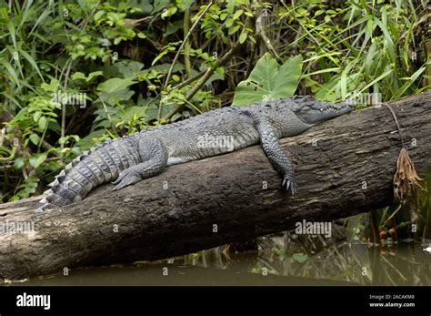 extremely rare, endangered , siamese crocodile, crocodile siamensis Stock Photo - Alamy