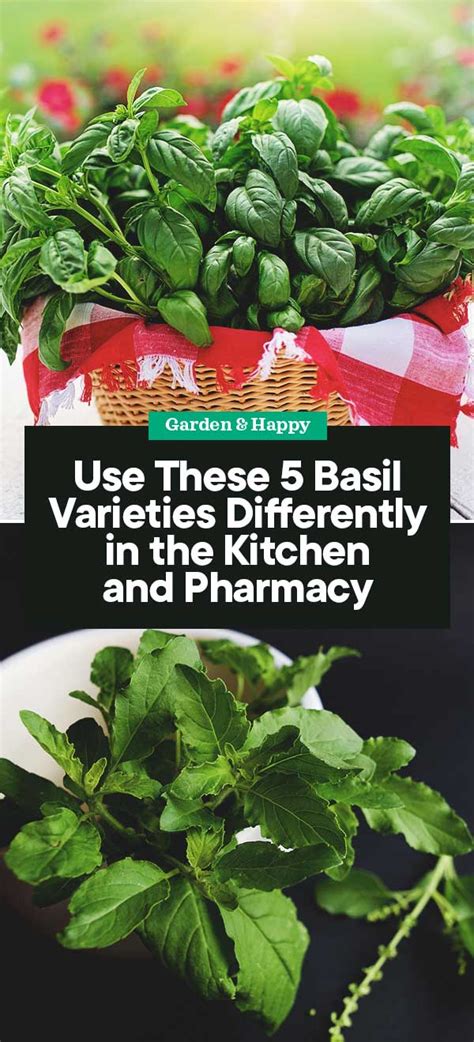 5 Basil Varieties You Can Use in the Kitchen and Pharmacy - Garden and ...