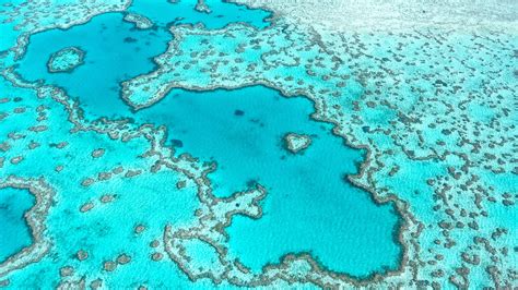 Australian scientists develop 'heat-resistant' coral to fight climate ...