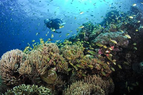 Scuba Diving In Moalboal Cebu Philippines | Fasci Garden