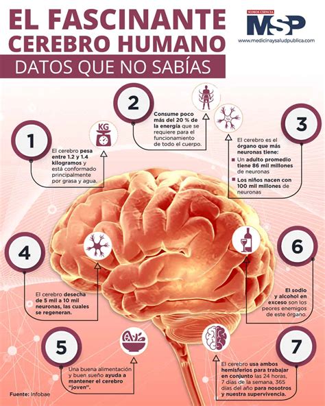 El fascinante cerebro humano - Infografía