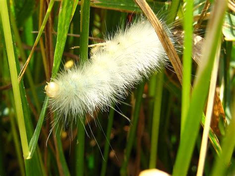 fuzzy white caterpillar, Estigmene acrea | firelynx_06 | Flickr