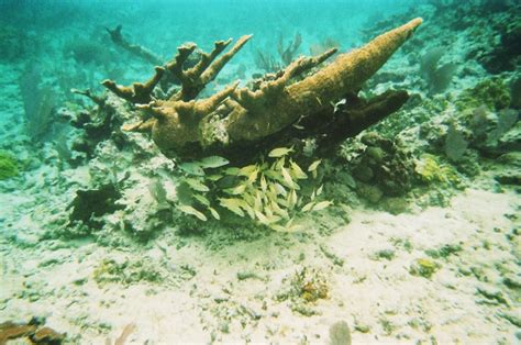 San Pedro, Belize - Snorkeling Scuba Dive next time ;) | Belize snorkeling, Snorkeling, San pedro