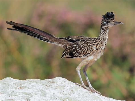 Greater Roadrunner - eBird