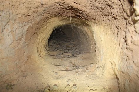 About northern hairy-nosed wombats | Environment, land and water ...