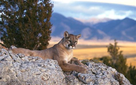 Download Animal Cougar HD Wallpaper