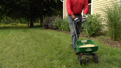 How To Overseed Your Lawn - ACE Tips & Advice