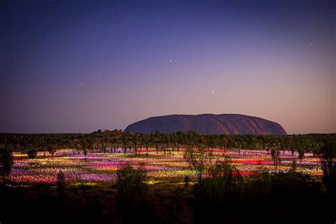 EXCITING NEWS! Internationally acclaimed artist Bruce Munro’s immersive installation, Field of ...