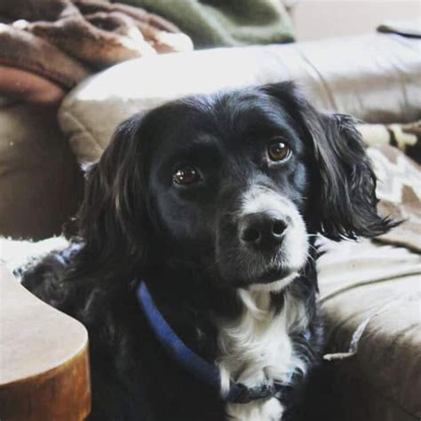 45+ Cocker Spaniel Mix Breeds