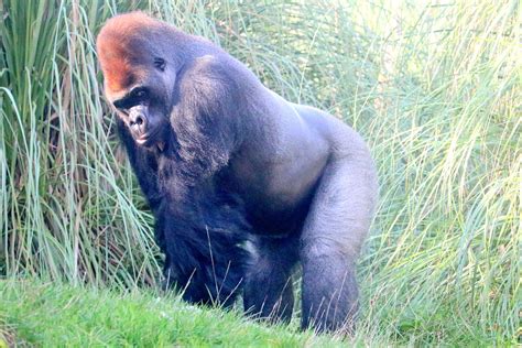 Gorilla "Kumbuka"; London Zoo, 22nd October 2019 - ZooChat