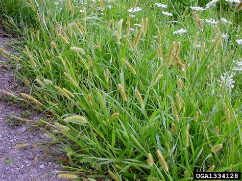 green foxtail (Setaria viridis)