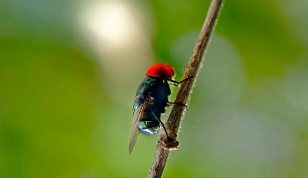 What are Cluster Flies and How to get rid of them? - Pest Exterminators