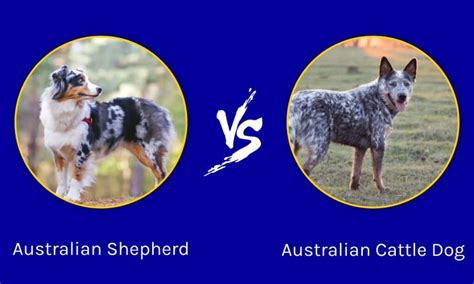 Australian Shepherd vs Australian Cattle Dog: What are the Differences ...