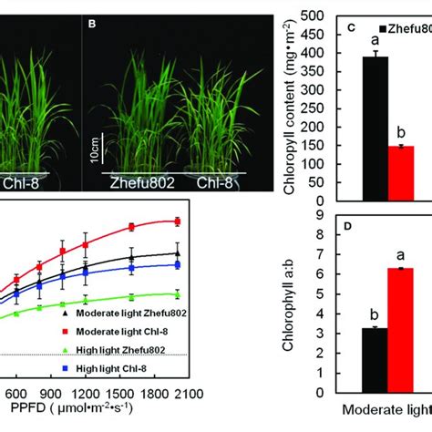 | Response of chlorophyll content and photosynthesis in the leaves of... | Download Scientific ...