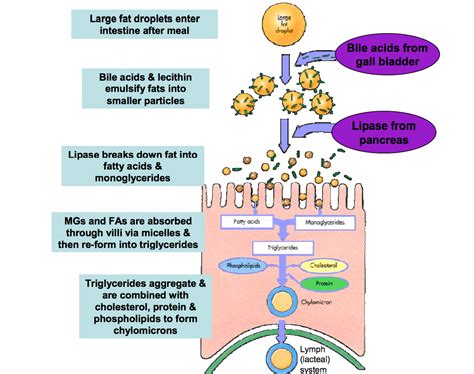 Lingual lipase digests a small amount of fat in the mouth, but becomes more active in acidic pH ...