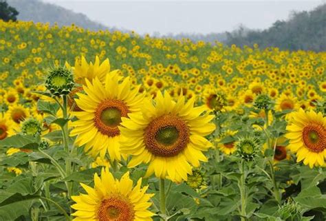 Ladang bunga matahari tarik pelancong ke Taman Negara Khao Yai | Astro ...