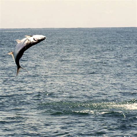 Costa Rica Fishing Charters | Tarpon Photo Gallery