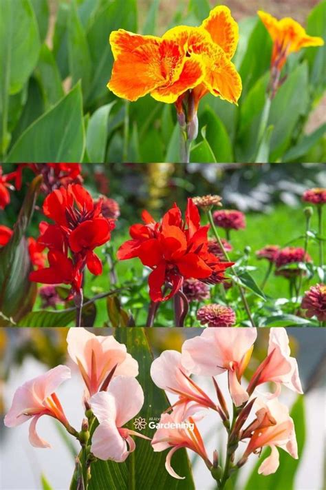 Canna lily varieties 33 different types of canna lilies – Artofit