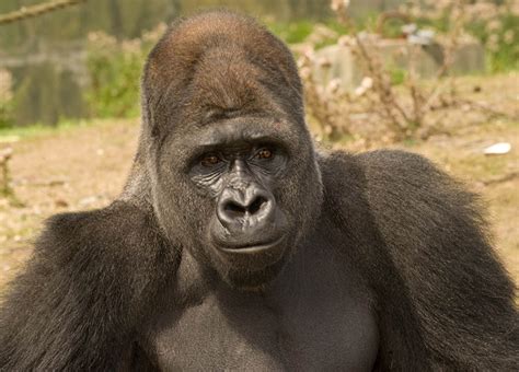 Silverback Gorilla - Wildlife Shots