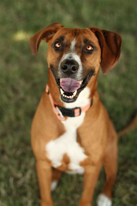 Cashew - Rhodesian Ridgeback mix