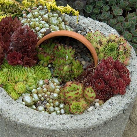 35+ SEMPERVIVUM SUCCULENTS, Hens and Chicks / Perennial Ground Cover ...