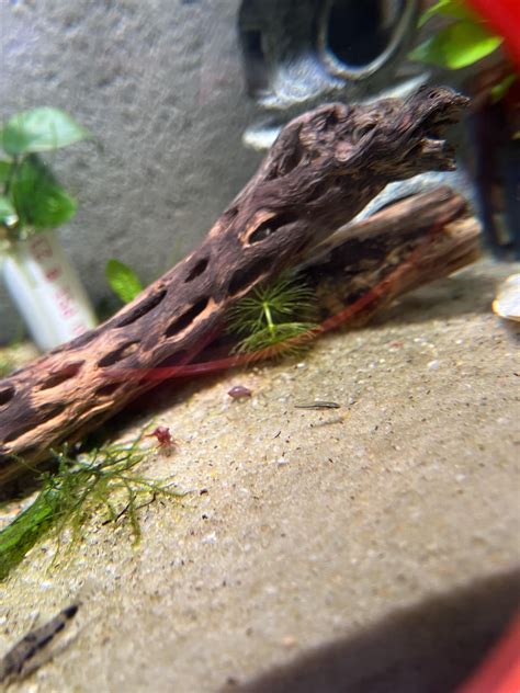 What kind of baby fish? : r/Aquariums