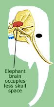 Elephant Anatomy Facts - Complete Diagram Of Anatomy