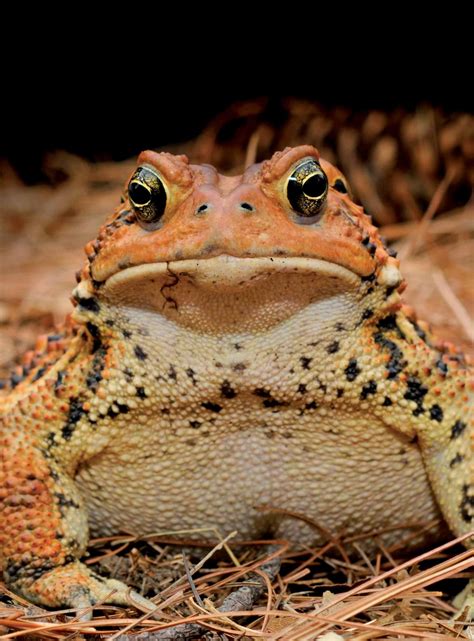 Eastern American Toad | Virginia DWR