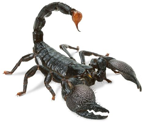 Scorpion Facts and FAQs: Everything You Need to Know - Pest Hacks