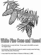 White Pine Tree Coloring Pages sketch template