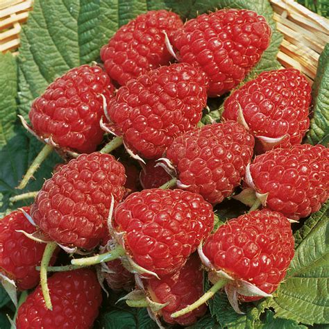 Raspberry Canes UK - The Jolly Gardener