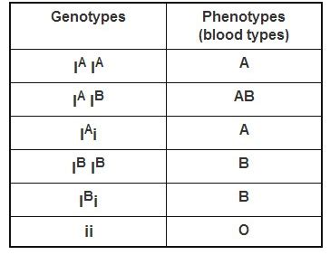 The inheritance and expression of ABO blood groups in humans are ...