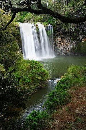 Dangar Falls (Dorrigo) - 2020 All You Need to Know BEFORE You Go (with Photos) - Tripadvisor