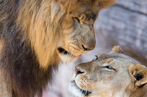 lions, Lion, Lioness, Couple, Love, Mood Wallpapers HD / Desktop and ...