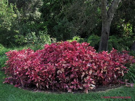 Abe.-Alternanthera Bettzickiana ´Red´ | Red peppercorn, Plants, Peppercorn