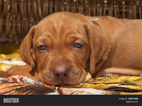 Sad Dog Eyes. Image & Photo (Free Trial) | Bigstock