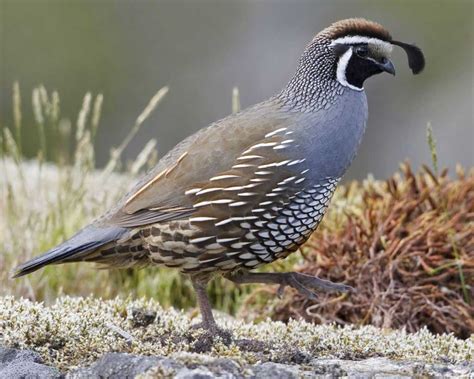 California Quail | Audubon Field Guide