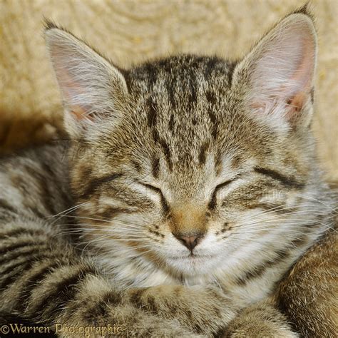 Sleepy tabby kitten photo WP10936