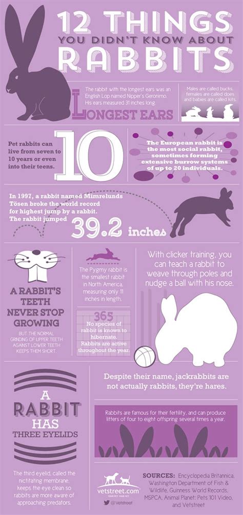 Easter Infographic: 12 Things You Didn't Know About Rabbits | Rabbit facts, Raising rabbits, Pet ...