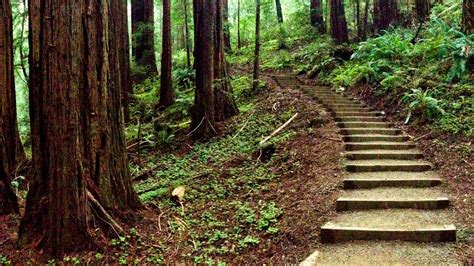 Muir Woods National Monument, California - Book Tickets & Tours
