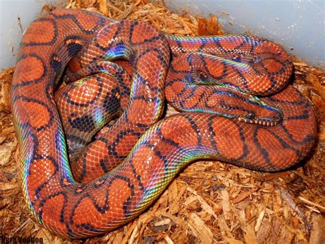 The Brazilian rainbow boa is a species of snake that comes from South ...