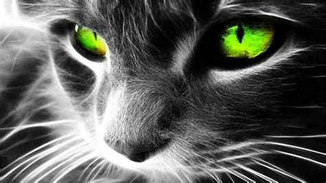 Short-fur gray cat 3D wallpaper, cat, Fractalius, green eyes HD ...