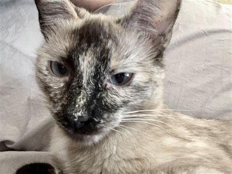 Our tortie point Siamese, Hyacinth. : r/cats