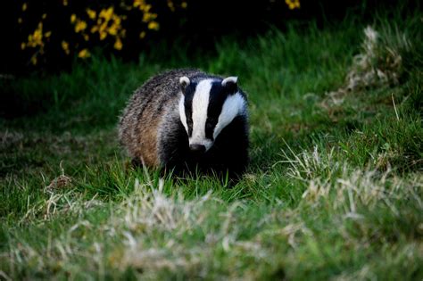 Badger Trust | Badger Wildlife Charity UK