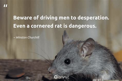 23 Rat Quotes About The Misunderstood Rodents