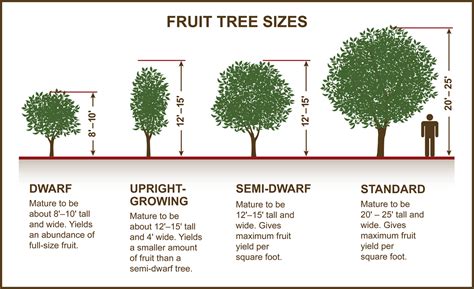 Tips for Selecting Fruit & Nut Trees » Planting & Care » Tomorrow's Harvest